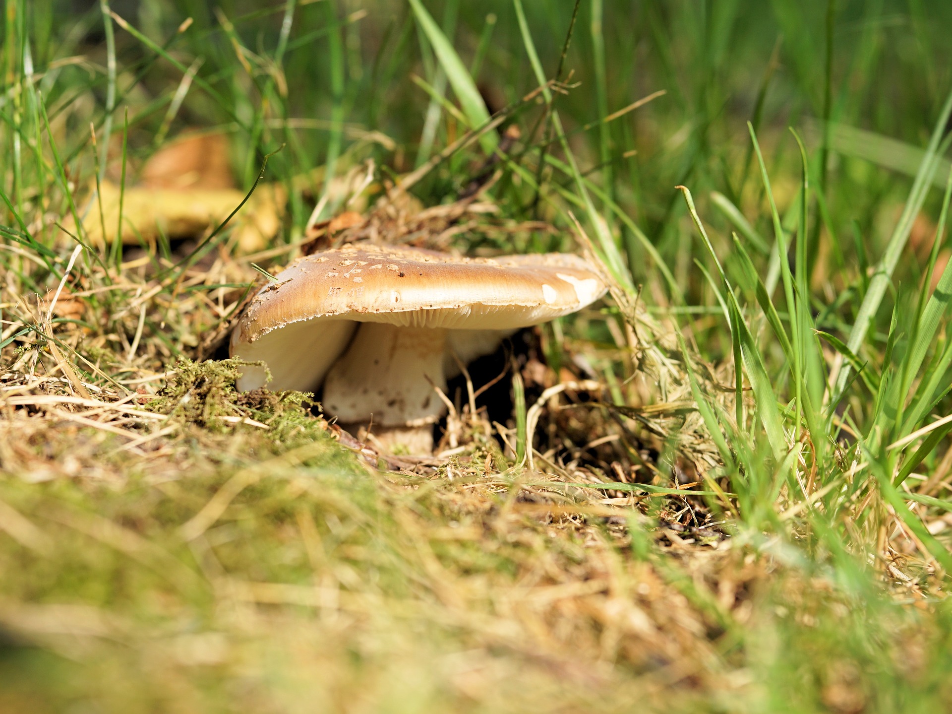 Picking mushrooms. Влажные грибы. Грибы в траве фото. Pick up Mushrooms.